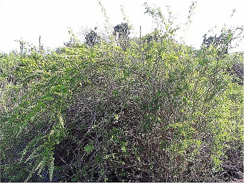 Cryptocarpus pyriformis: Location taken: Galapagos. Names: Cryptocarpus pyriformis Kunth , Salt Bush, Saltbus Classification: Plantae > Magnoliophyta > Magnoliopsida > Caryophyllales >