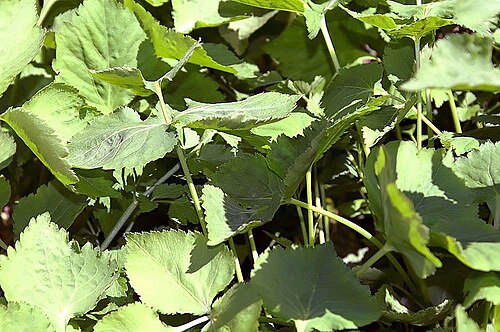 Japanese honewort: Location taken: the United States National Arboretum, Washington D.C.. Names: Cryptotaenia japonica Hassk., Cryptotaenia, Japán Vadpetrezselyem, Japanese Crypto