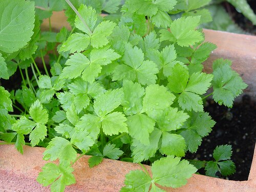 Japanese honewort: Description : Mitsuba ( Cryptotaenia japonica ).