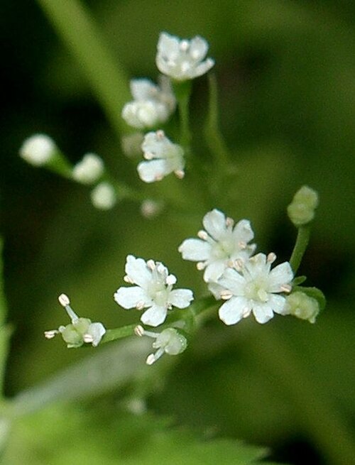 Japanese honewort: Cryptotaenia japonica