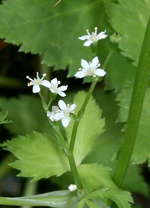 Japanese honewort (Cryptotaenia japonica)