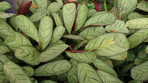 Ctenanthe burle-marxii: Ctenanthe burle-marxii 'Amagris'. Could also be Ctenanthe setosa ‘Grey Star’.