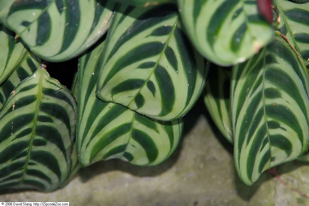 Ctenanthe burle-marxii: Location taken: United States Botanic Garden. Names: Ctenanthe burle-marxii H.Kenn., Prayer Plan Classification: Plantae > Angiosperms > Monocots > Zingiberales