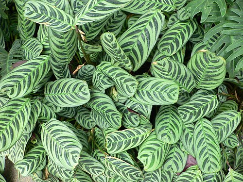 Ctenanthe burle-marxii: Pictures taken by myself at Longwood Gardens