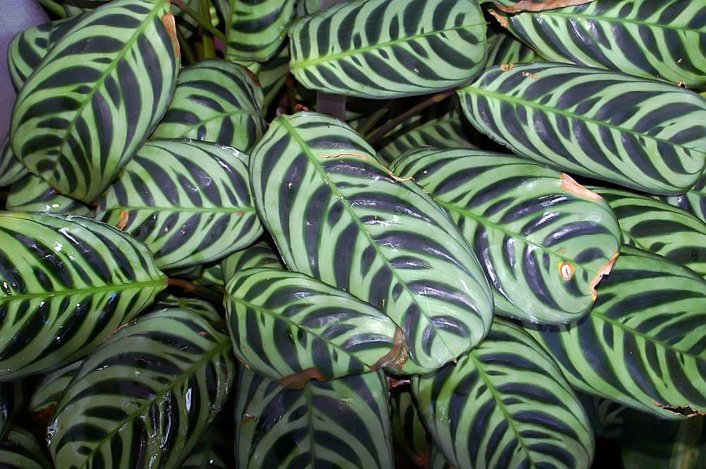 Ctenanthe burle-marxii: Location taken: United States Botanic Garden. Names: Ctenanthe burle-marxii H.Kenn., Prayer Plan Classification: Plantae > Angiosperms > Monocots > Zingiberales