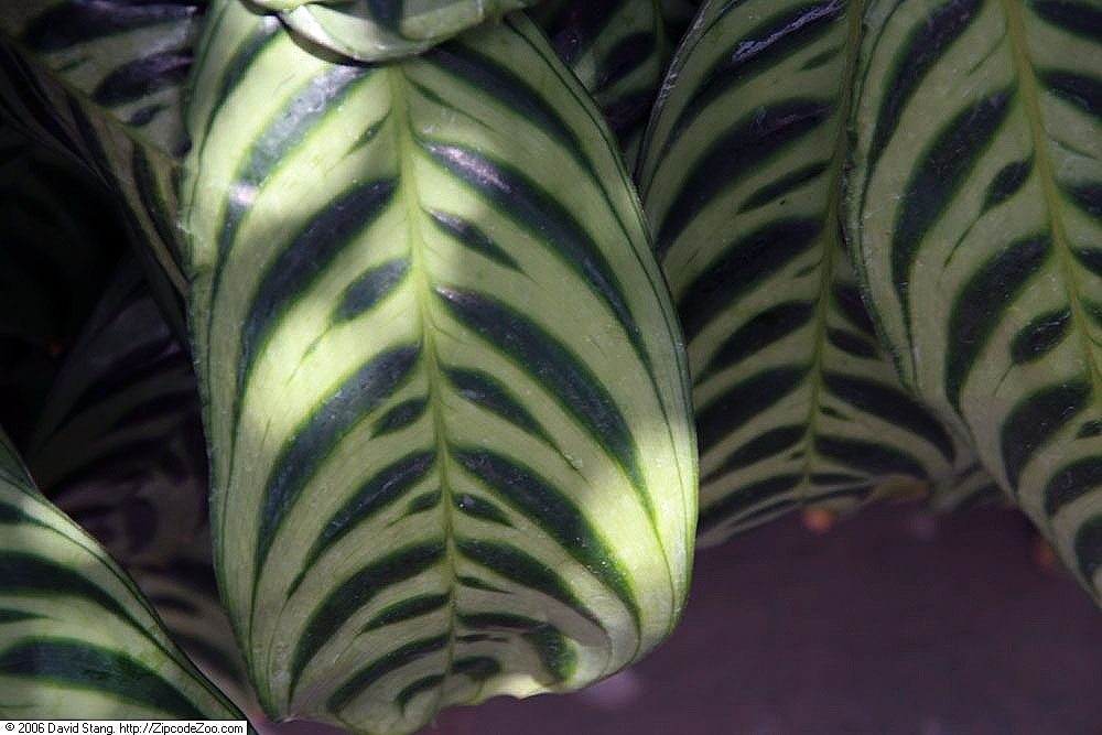 Ctenanthe burle-marxii: Location taken: United States Botanic Garden. Names: Ctenanthe burle-marxii H.Kenn., Prayer Plan Classification: Plantae > Angiosperms > Monocots > Zingiberales