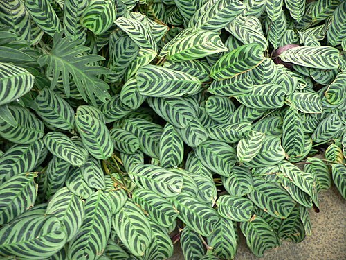 Ctenanthe burle-marxii: Pictures taken by myself at Longwood Gardens