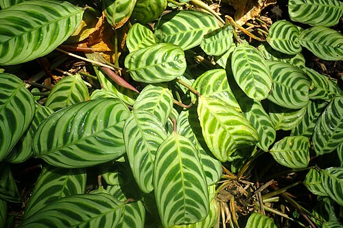 Ctenanthe burle-marxii: Ctenanthe burle-marxii in the Missouri Botanical Garden, St. Louis