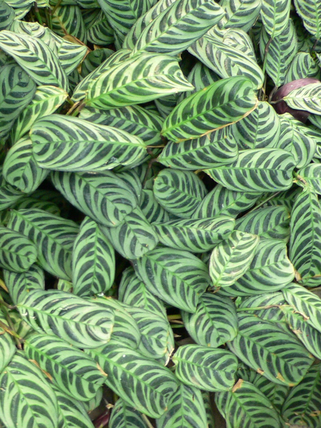 Ctenanthe burle-marxii: Ctenanthe burle-marxii