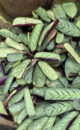 Ctenanthe burle-marxii (Ctenanthe burle-marxii)