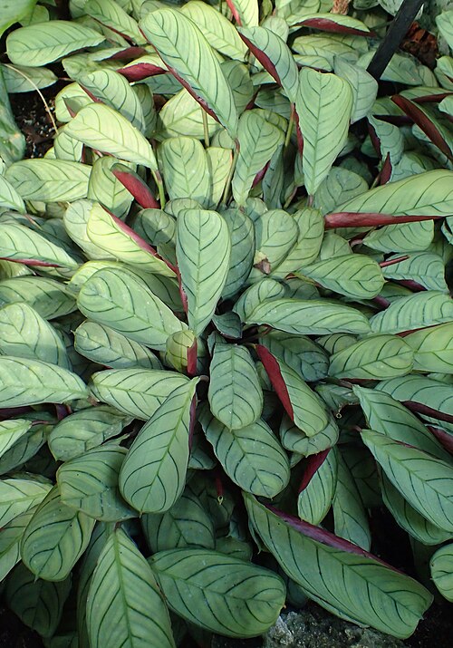 Ctenanthe burle-marxii: Ctenanthe burle-marxii 'Amagris' in Lincoln Park Conservatory, Chicago