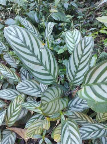 Ctenanthe oppenheimiana (Ctenanthe oppenheimiana)