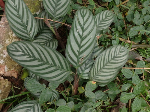 Ctenanthe oppenheimiana (Ctenanthe oppenheimiana)