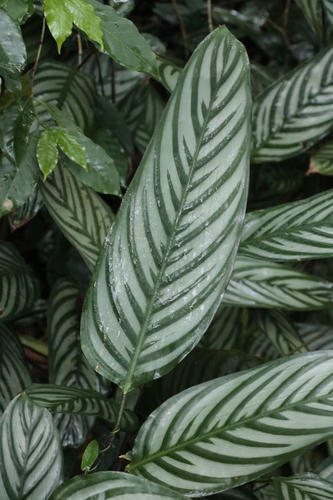 Ctenanthe oppenheimiana (Ctenanthe oppenheimiana)