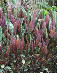Ctenanthe oppenheimiana (Ctenanthe oppenheimiana)