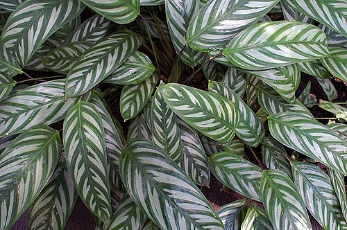 Ctenanthe oppenheimiana: Location taken: the New York Botanical Garden. Names: Ctenanthe oppenheimiana (E.Morren) K.Schum., Giant Bamburanta, Never-Never Plant, Oppenheims Ctenanth Clas
