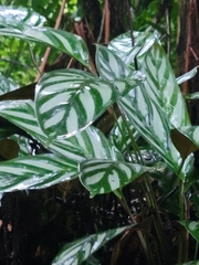 Ctenanthe oppenheimiana (Ctenanthe oppenheimiana)