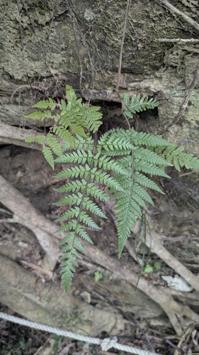 Ctenitis eatonii (Ctenitis eatonii)