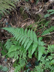 Ctenitis eatonii (Ctenitis eatonii)