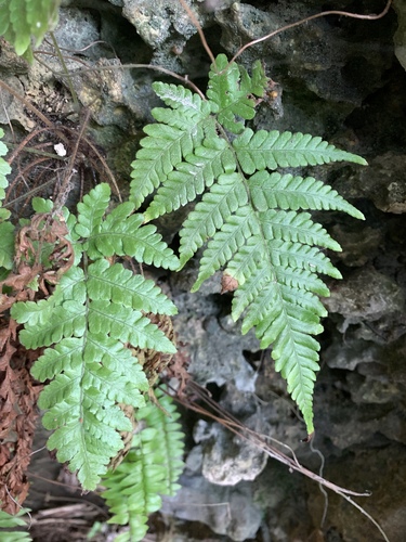 Ctenitis eatonii (Ctenitis eatonii)