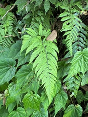 Ctenitis eatonii (Ctenitis eatonii)