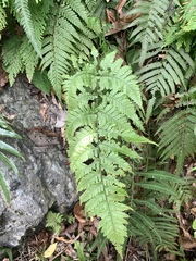 Ctenitis eatonii (Ctenitis eatonii)