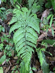 Ctenitis eatonii (Ctenitis eatonii)