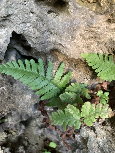 Ctenitis eatonii (Ctenitis eatonii)