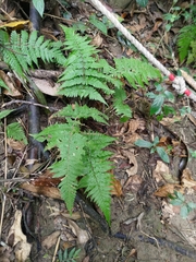 Ctenitis eatonii (Ctenitis eatonii)