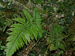 Ctenitis eatonii (Ctenitis eatonii)