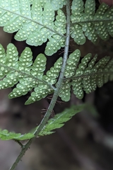 Ctenitis eatonii (Ctenitis eatonii)