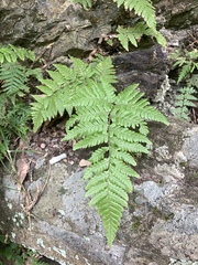 Ctenitis eatonii (Ctenitis eatonii)