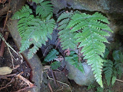 Ctenitis eatonii (Ctenitis eatonii)