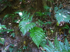 Ctenitis excelsa (Ctenitis excelsa)