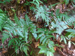 Ctenitis excelsa (Ctenitis excelsa)