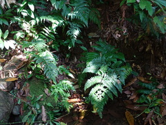 Ctenitis excelsa (Ctenitis excelsa)