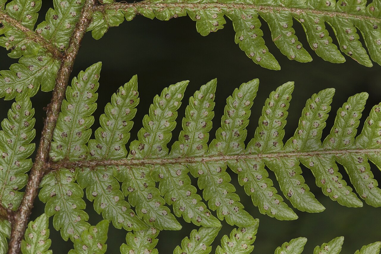 Delicate lacefern: Ctenitis latifrons (lacefern).