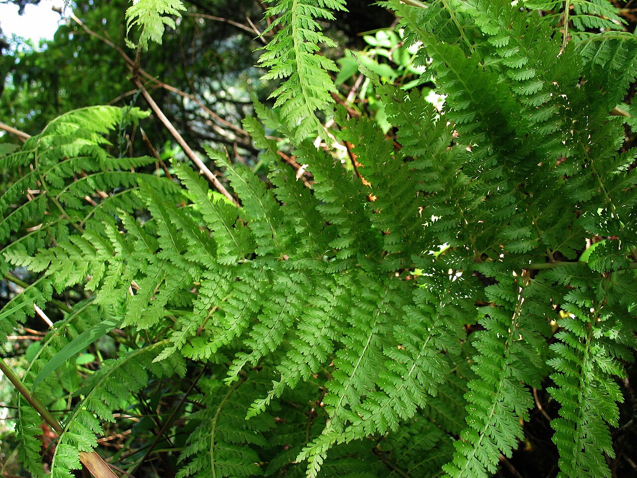 Delicate lacefern: ʻĀkōlea Endemic to the Hawaiian Islands Puʻu Kaua*, Oʻahu In Hawaiian kaua means "war," but kauā means "servant."
