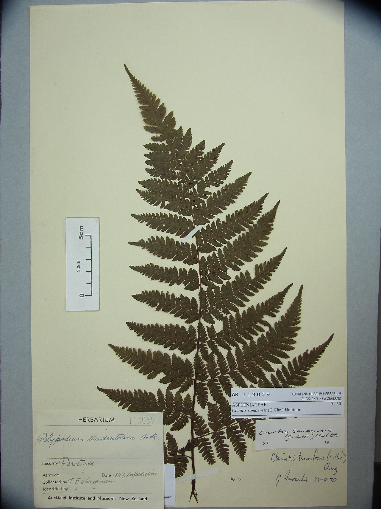 Ctenitis samoensis (Ctenitis samoensis)