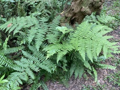Florida lacefern (Ctenitis sloanei)