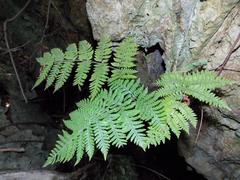 Florida lacefern (Ctenitis sloanei)
