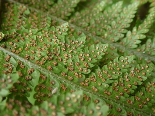 Florida lacefern (Ctenitis sloanei)