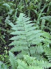 Florida lacefern (Ctenitis sloanei)