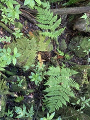 Florida lacefern (Ctenitis sloanei)