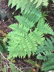 Florida lacefern (Ctenitis sloanei)