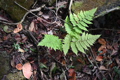 Florida lacefern (Ctenitis sloanei)