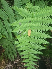 Florida lacefern (Ctenitis sloanei)
