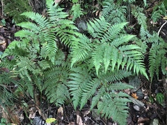 Ctenitis subglandulosa (Ctenitis subglandulosa)