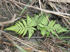 Ctenitis subglandulosa (Ctenitis subglandulosa)