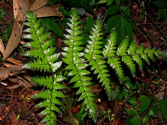 Ctenitis subglandulosa (Ctenitis subglandulosa)